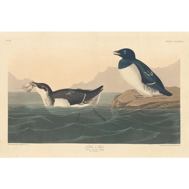 1960s Vintage Reproductions of 1966 John James Audubon Waterbird Prints Featuring Birds, Plovers and Sandpipers - Collection of 4 For Sale - Image 5 of 9
