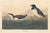 1960s Vintage Reproductions of 1966 John James Audubon Waterbird Prints Featuring Birds, Plovers and Sandpipers - Collection of 4 For Sale - Image 5 of 9