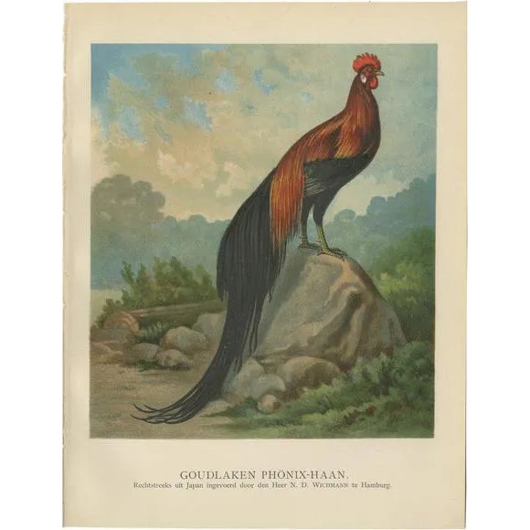 After Förster, The Golden Phoenix Rooster, Lithograph, 1888 For Sale