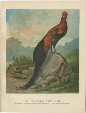 After Förster, The Golden Phoenix Rooster, Lithograph, 1888
