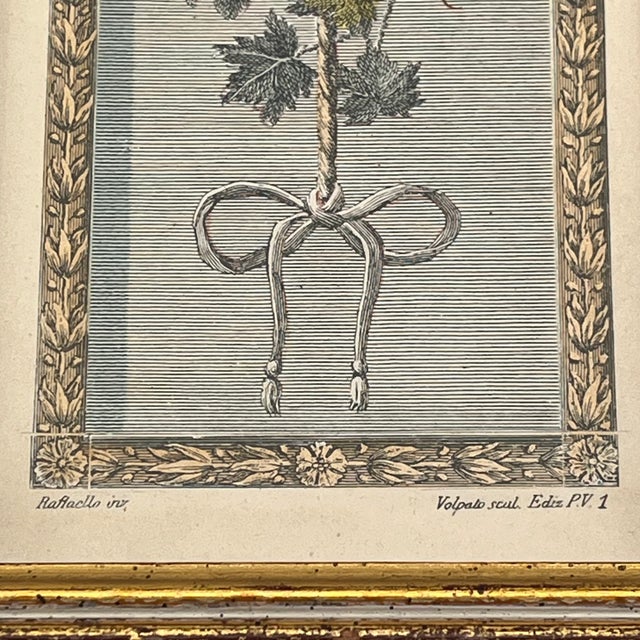 Vintage Hand Colored Engraving Old World European Fruit Swag For Sale - Image 14 of 18