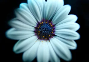 "White Candy" Daisy Macro Photograph