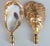 Surf Gilded Oyster Shell Lamp Finials For Sale - Image 4 of 4