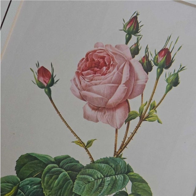 After Pierre-Joseph Redouté, Roses, 1950s, Prints, Framed, Set of 4 For Sale - Image 13 of 18