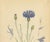 Paper Carl Lindman, Cornflower Botanical Study, Centaurea Cyanus, 1905, Paper For Sale - Image 7 of 9