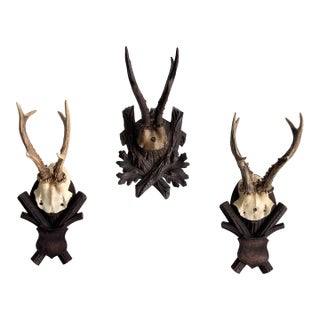 Collection of Antique Black Forest Roe Deer Trophy Antler Mounts - Set of 3 For Sale