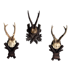 Collection of Antique Black Forest Roe Deer Trophy Antler Mounts - Set of 3