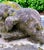 Cast Stone Dog Garden Statue With Moss Patina Mid 20th Century For Sale - Image 10 of 15