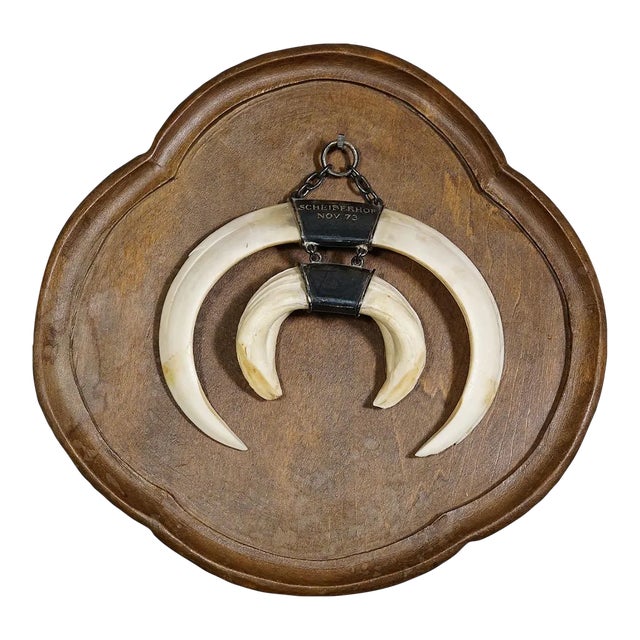 Vintage Wild Boar Trophy on Wooden Plaque, Germany 1970s For Sale