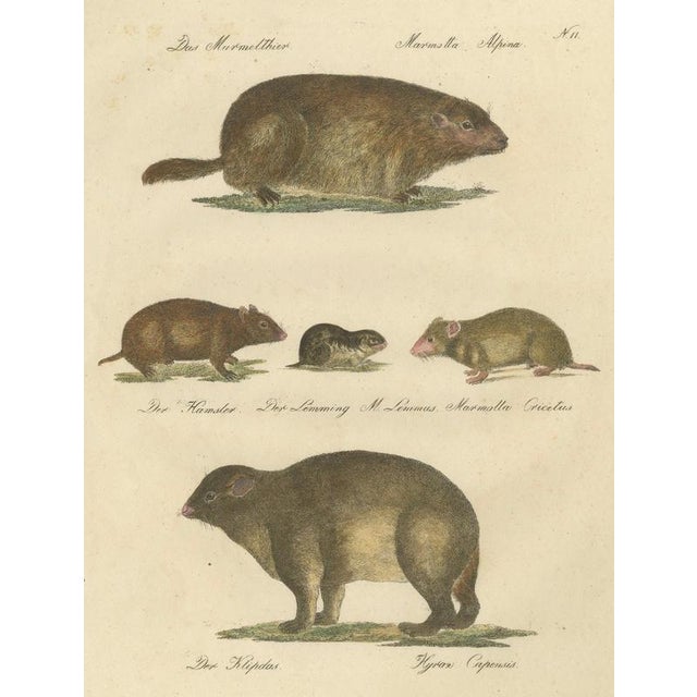 Brodtmann, Alpine Marmot, Hamster, Lemming & Rock Hyrax, 1816, Lithograph For Sale - Image 3 of 10