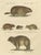 Brodtmann, Alpine Marmot, Hamster, Lemming & Rock Hyrax, 1816, Lithograph For Sale - Image 3 of 10