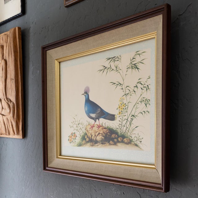 1960s Framed Audubon Style Mid Century Bird Print of a Blue Crowned Pigeon For Sale - Image 5 of 10