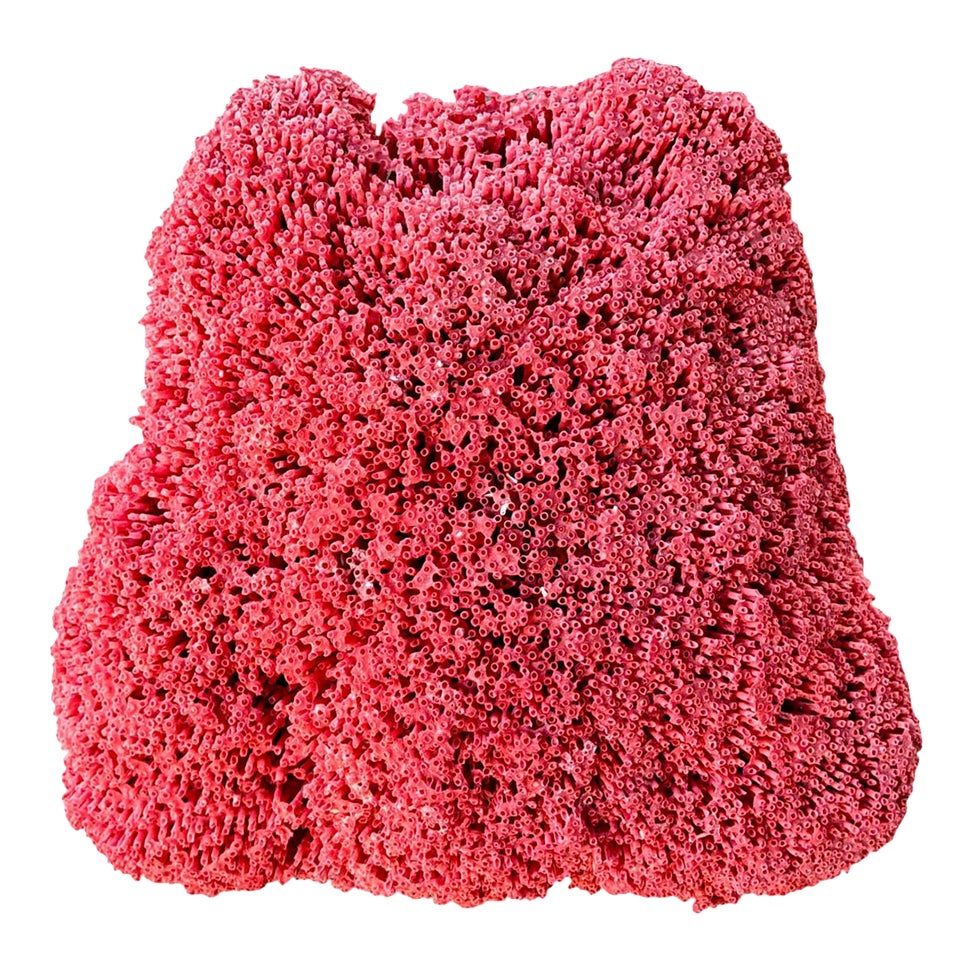 Large Red Coral Specimen, Organic Modern Style, 20th Century #6 | Chairish