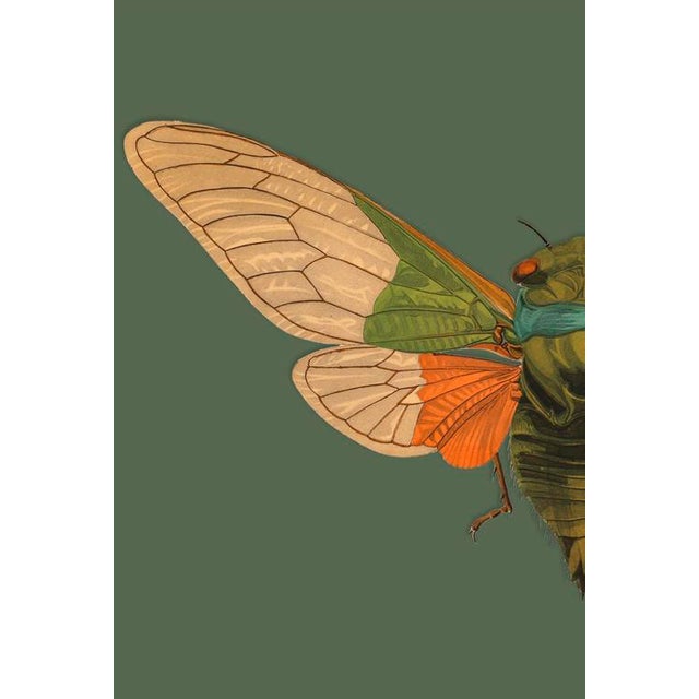 The series was produced by CFA editions from original pochior prints by E.A. Seguy. The series of insects that Seguy...