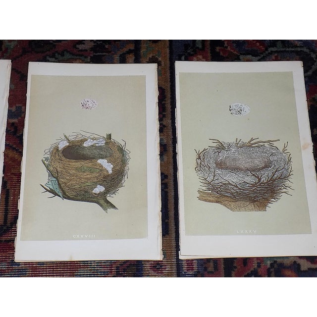 Realism Authentic Antique 19th Century Hand Colored Bird Nest & Egg Lithographs - Set of 12 For Sale - Image 3 of 9