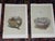 Realism Authentic Antique 19th Century Hand Colored Bird Nest & Egg Lithographs - Set of 12 For Sale - Image 3 of 9
