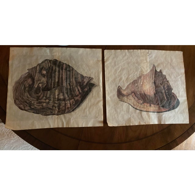 Authentic Set of Two 18th Century Hand Painted Engravings of Mollusks. For Sale - Image 9 of 9