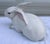Adorable, sweet-faced bunny rabbit ceramic statue hand made in Italy for Intrada. I love the gray feet and the pink...