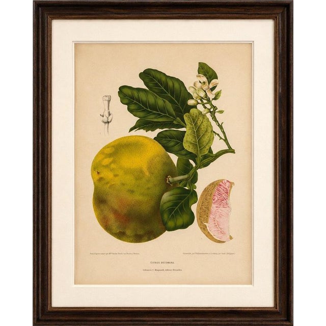 Gold Berthe Hoola van Nooten, Grapefruit (Citrus decumana), 1880, Chromolithograph For Sale - Image 8 of 9