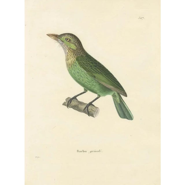 Mid 19th Century Prêtre, Ornithological Illustration of the Streaked Barbet (Barbu Grivelé), 1838, Print For Sale - Image 5 of 6
