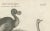 After Sydenham Edwards, Extinct Dodo and an Ostrich, 1805, Copperplate Engraving For Sale - Image 4 of 10