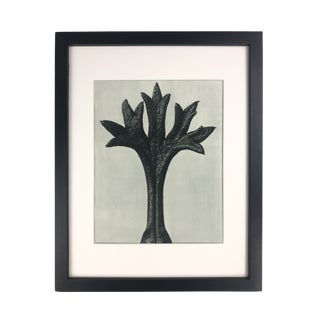 Framed Antique Photogravure Blossfeldt Botanical Print - No. 35 For Sale