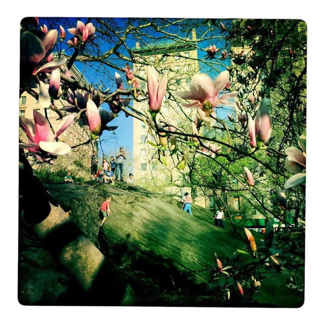 "Spring in Central Park" Contemporary Botanical Photograph Digital Print by Louise Weinberg For Sale