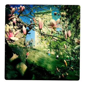 "Spring in Central Park" Contemporary Botanical Photograph Digital Print by Louise Weinberg