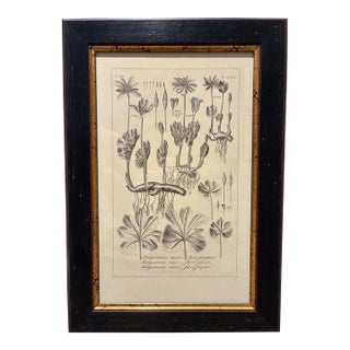 Vintage Sanguinaria Bloodroot Botanical Illustration Print in Black & Gold Frame For Sale
