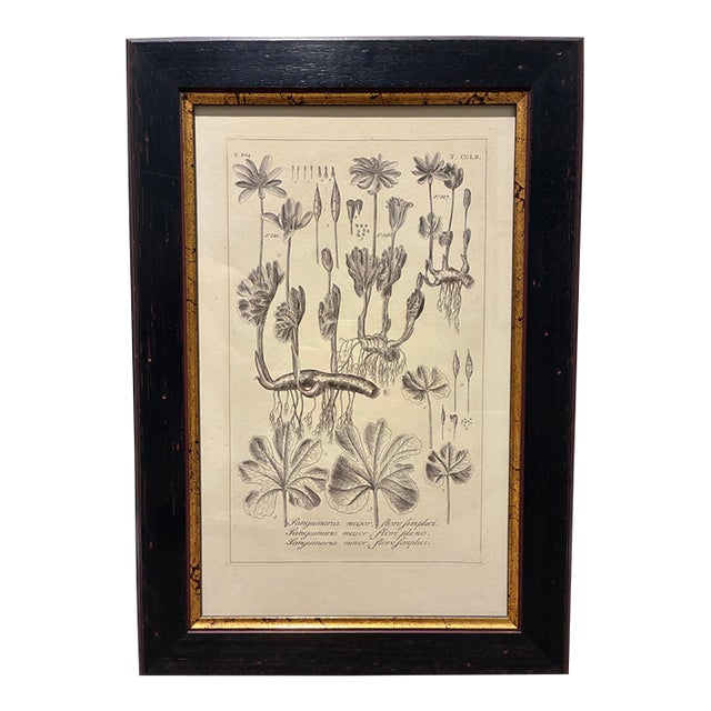 Vintage Sanguinaria Bloodroot Botanical Illustration Print in Black & Gold Frame For Sale