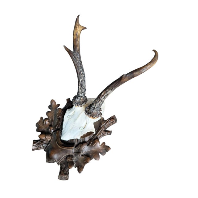 Roe deer trophy mounted on wood plaque with acorns and oak leaves. Tips on oak leaves missing> see photos. not noticeable