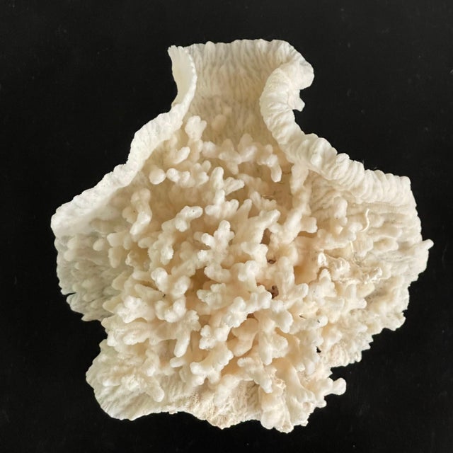 White Vintage Natural Merulina White Coral Specimen For Sale - Image 8 of 13