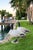Alabaster Pair of Vintage-Style Resin Canada Goose Garden Statuary For Sale - Image 8 of 12