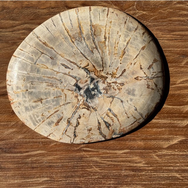 Small Trinket Tray or Dish in Beige Petrified Wood with Small Black Heart-Shaped Circles D21-25 -3314 For Sale - Image 16 of 18