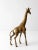 This is a mid-century brass giraffe figurine. The solid brass giraffe stands astride with sleek detailing.