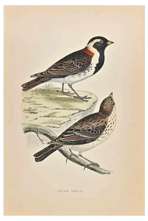 Alexander Francis Lydon, Lapland Bunting, Woodcut Print, 1870
