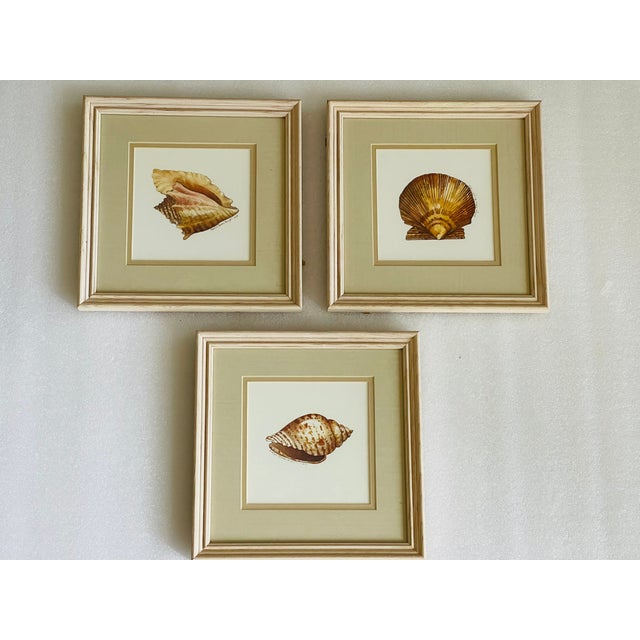 1960s 1960s Coastal Vintage Sea Shell Prints Framed - Set of 3 For Sale - Image 5 of 5