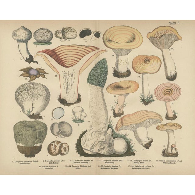 Morel & Funnel Mushrooms – Antique Botanical Lithograph by Fünfstück, 1885 This elegant botanical lithograph from 1885...