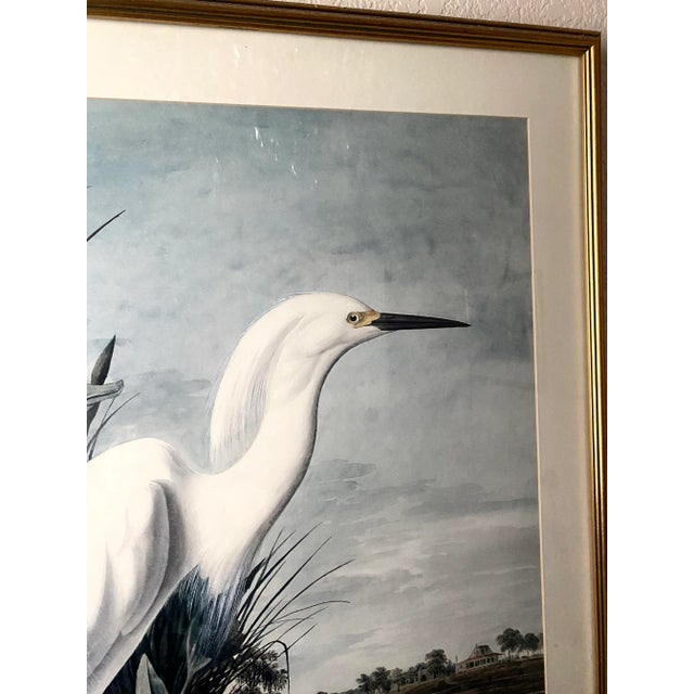 Late 20th Century John James Audubon Snowy Heron or White Egret Print Beautifully Matted and Framed Excellent Condition For Sale - Image 5 of 7