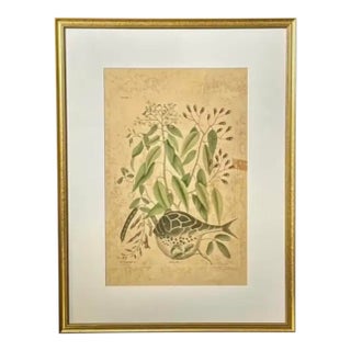 18th Century Framed "Globe Fish" by Mark Catesby For Sale