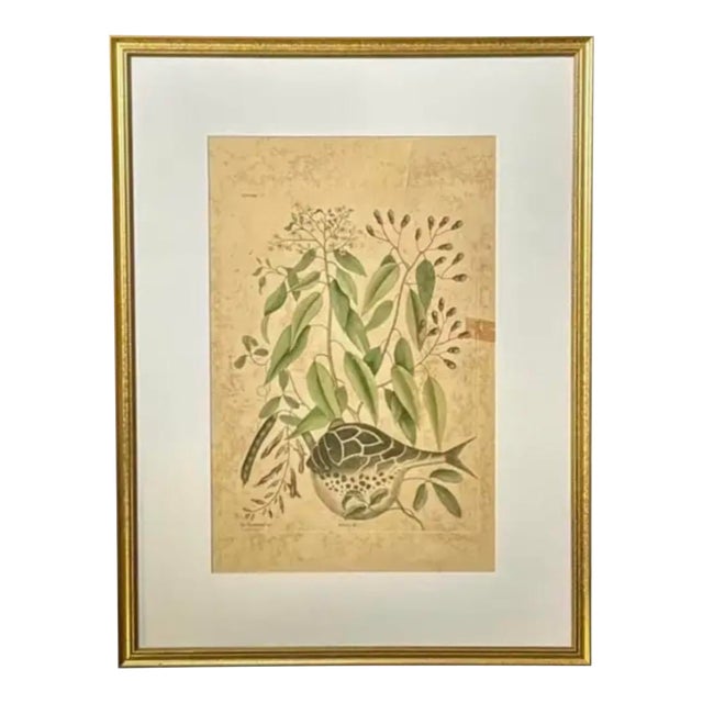 18th Century Framed "Globe Fish" by Mark Catesby For Sale