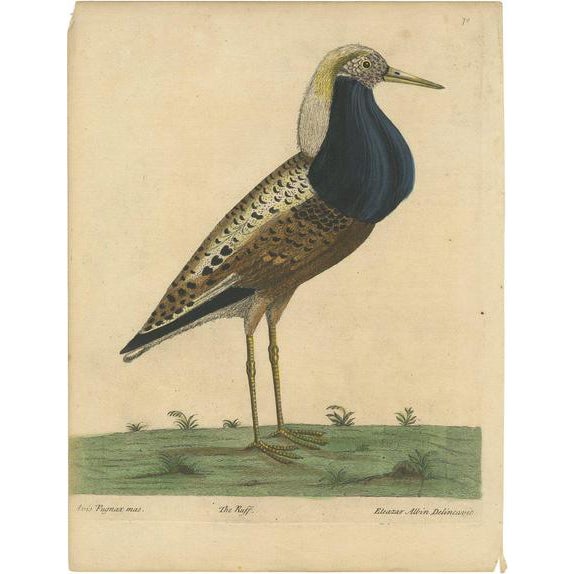 E. Albin, Male Ruff Wading Bird, 1738, Paper For Sale