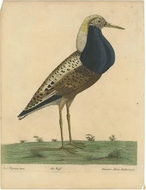 E. Albin, Male Ruff Wading Bird, 1738, Paper