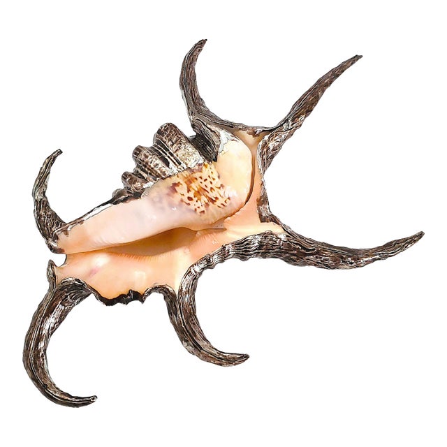 Silver Dipped Spider Conch Seashell Shell Sculpture For Sale