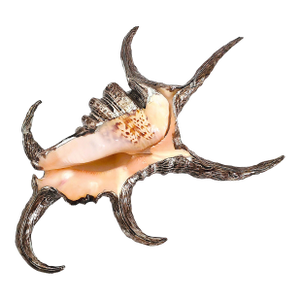 Silvered Seashell Shell