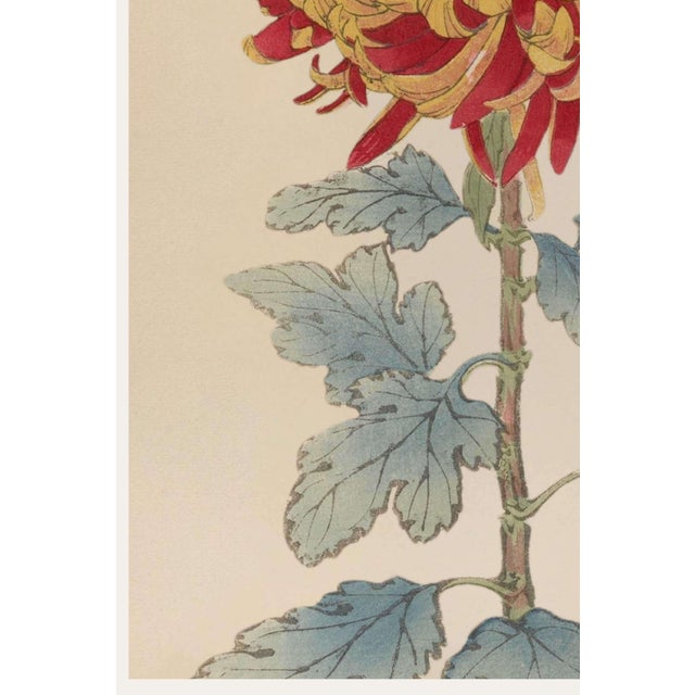 Asian Red Mum by Hasegawa, Vintage Japanese Botanical Art Print, 20" X 30" For Sale - Image 4 of 9