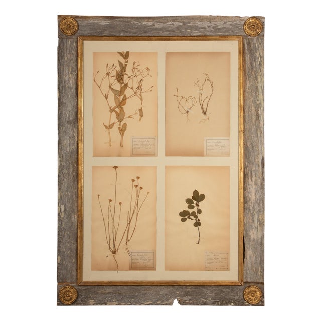 Framed Collection of Four Herbier Specimens in Rustic Barn Wood w/ Gilt Rosettes For Sale