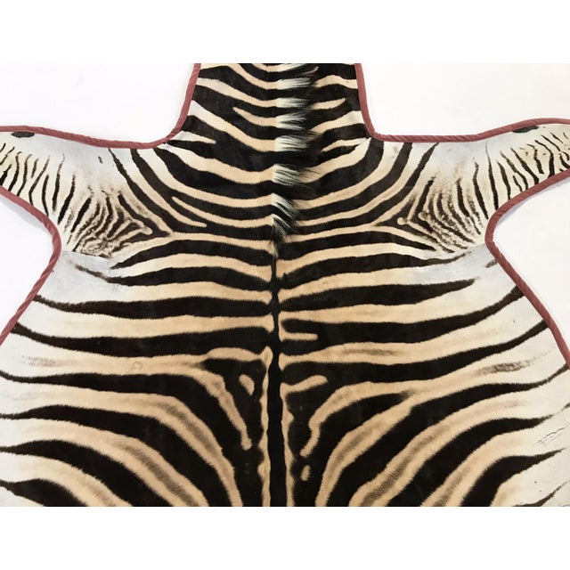 Forsyth Zebra Hide Rug Trimmed in Blush Pink Velvet 6'8" x 8'5