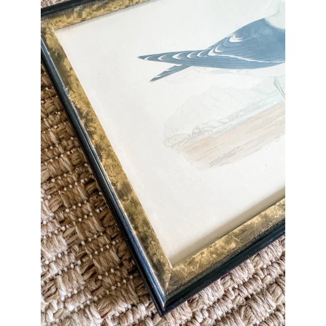 Set of Four Rare Antique Alexander Francis Lydon Framed Bird Prints | Original Victorian Hand-Colored Ornithological Engravings For Sale In Philadelphia - Image 6 of 7
