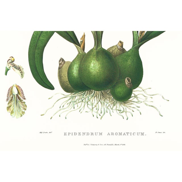 Realism Large 1973 Orchid Flower Lithograph "Epidendrum Aromaticum" (Aromatic Epidendrum) After James Bateman For Sale - Image 3 of 7